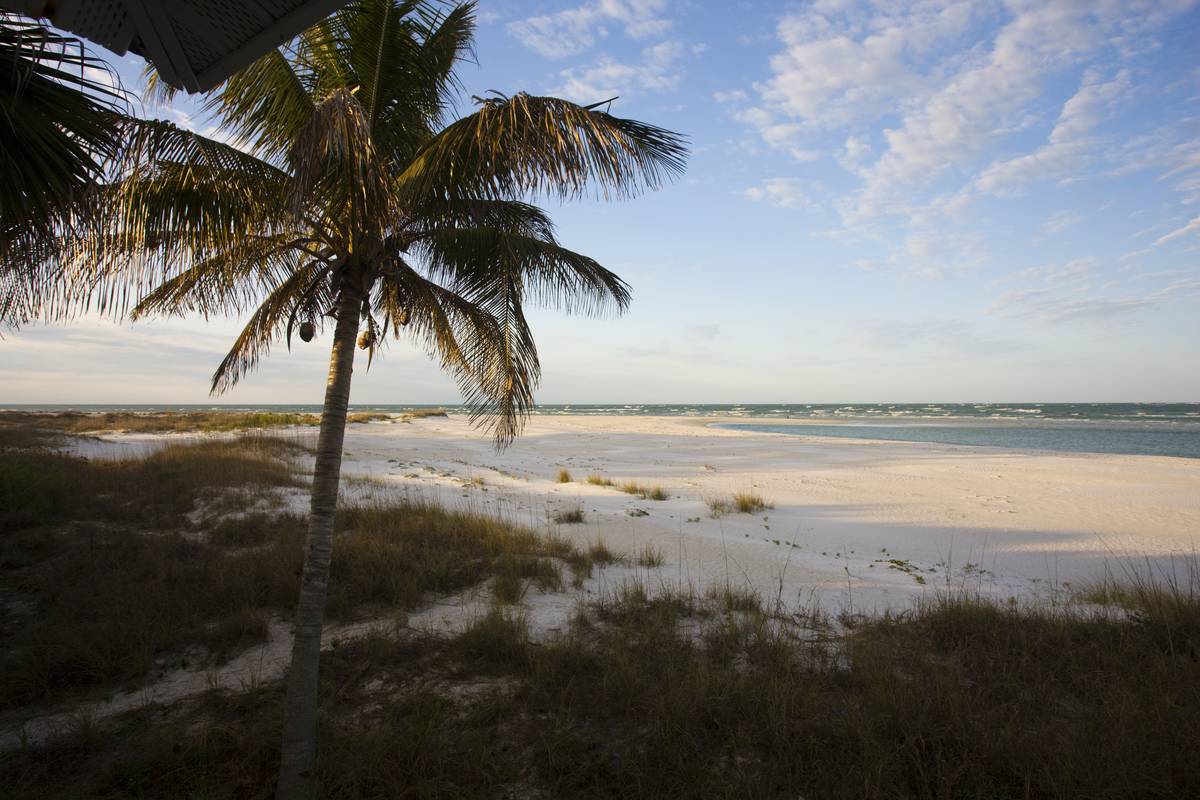 A palm tree is seen on a swampy shoreline.