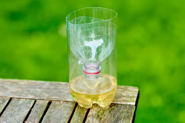 wasp trap bottle